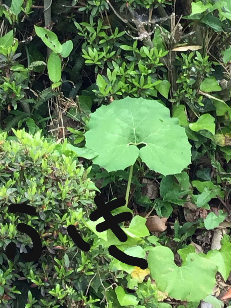 3年1組_理科_岡本 正彦_2025年5月1日のノート (2)