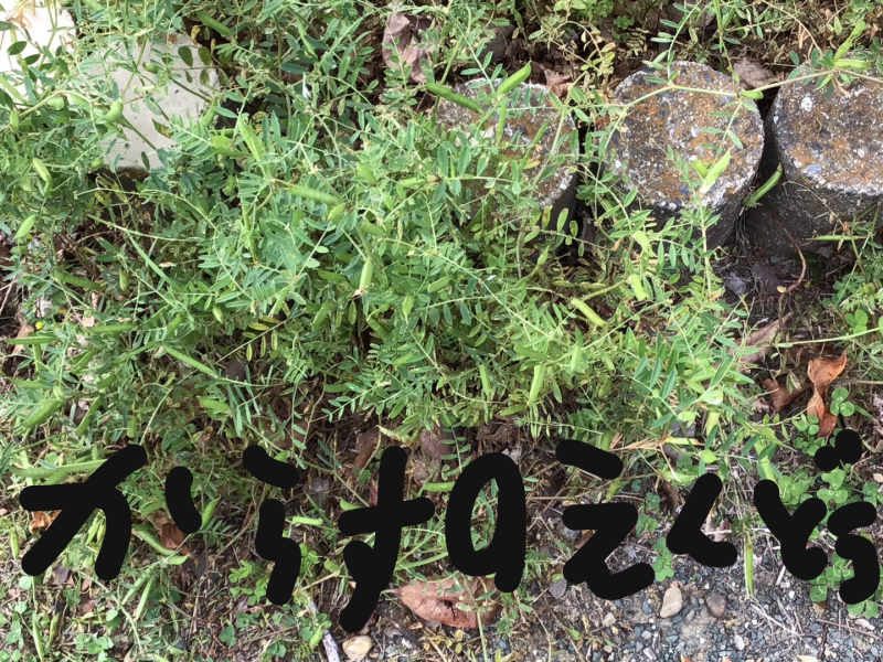 3年1組_理科_岡本 正彦_2025年5月1日のノート (1)