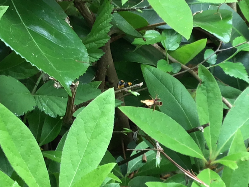 3年1組_理科_岡本 正彦_2025年5月1日のノート (4)