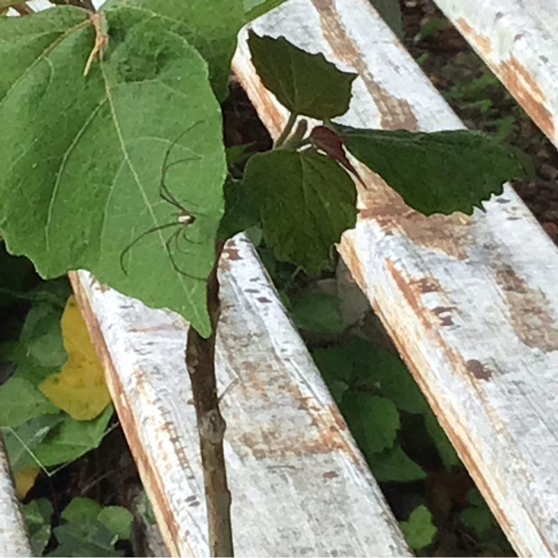 3年1組_理科_岡本 正彦_2025年5月1日のノート (6)