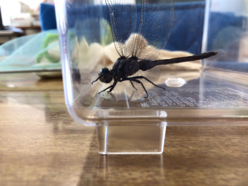 1年1組_せいかつ_岡本 正彦_2025年9月9日のノート