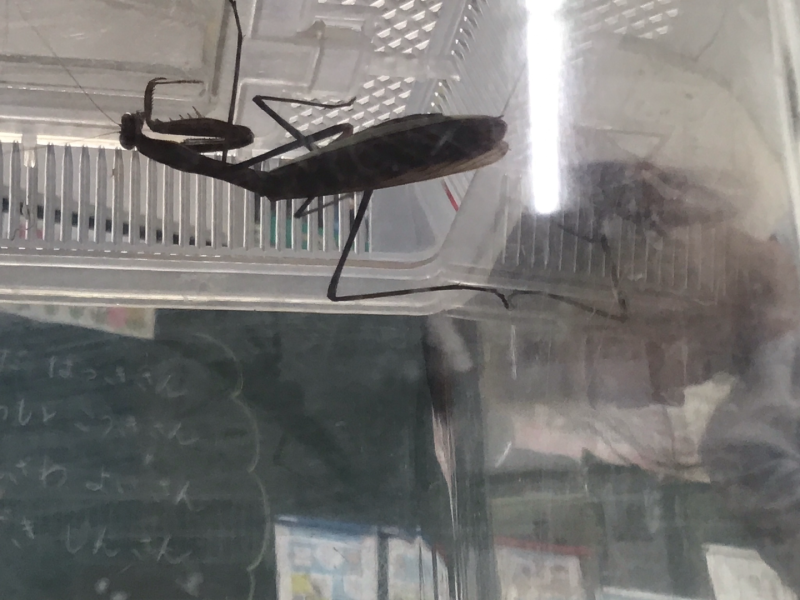 1年1組_せいかつ_岡本 正彦_2025年9月9日のノート (1)