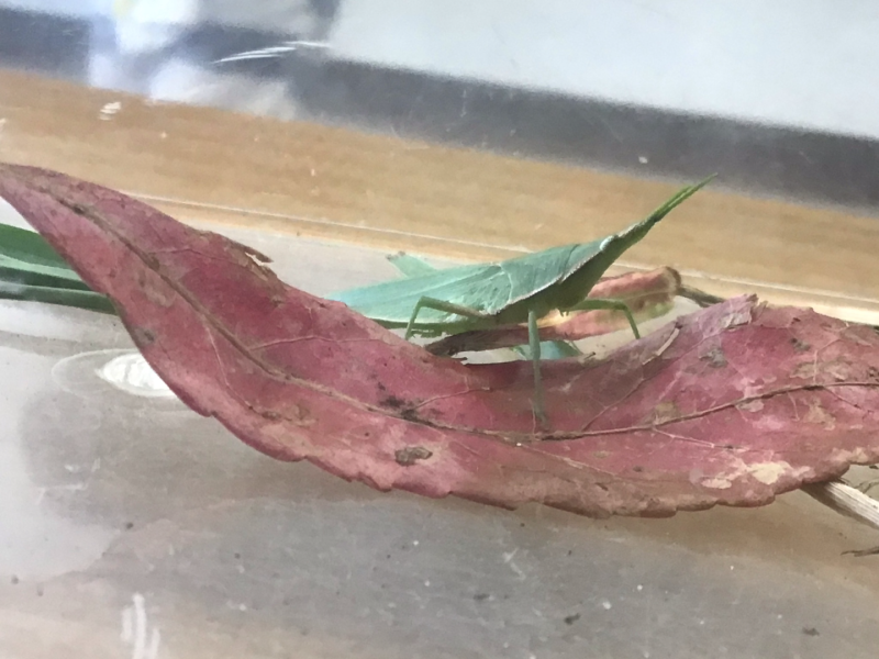 1年1組_せいかつ_岡本 正彦_2025年9月9日のノート (4)