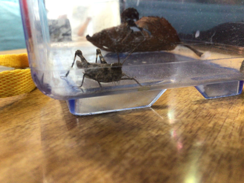 1年1組_せいかつ_岡本 正彦_2025年9月9日のノート (5)