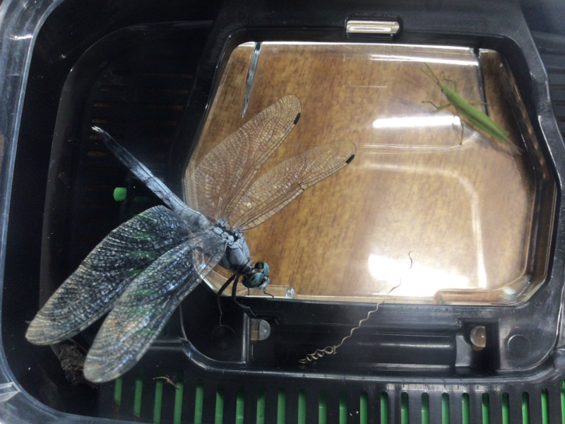 1年1組_せいかつ_岡本 正彦_2025年9月9日のノート (7)