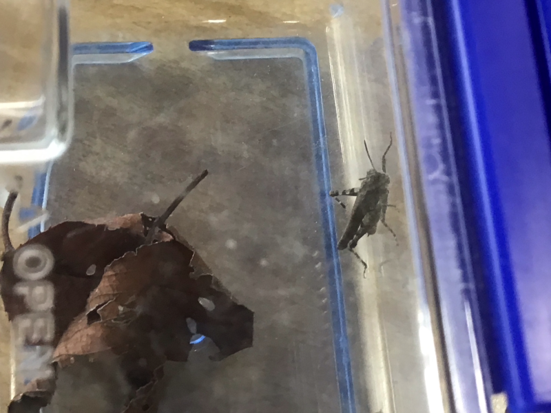 1年1組_せいかつ_岡本 正彦_2025年9月9日のノート (9)