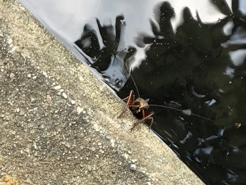 3年1組_理科_岡本 正彦_2025年9月10日のノート