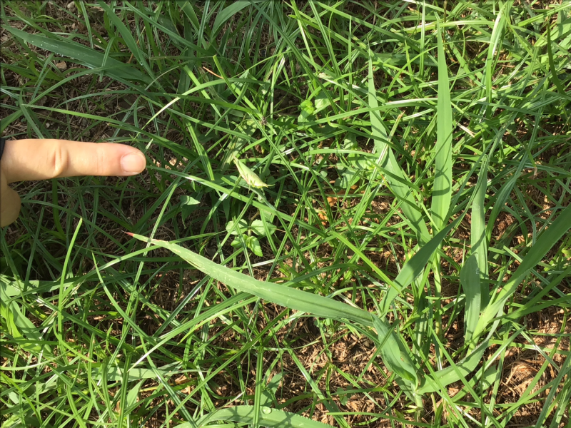 3年1組_理科_岡本 正彦_2025年9月10日のノート (1)