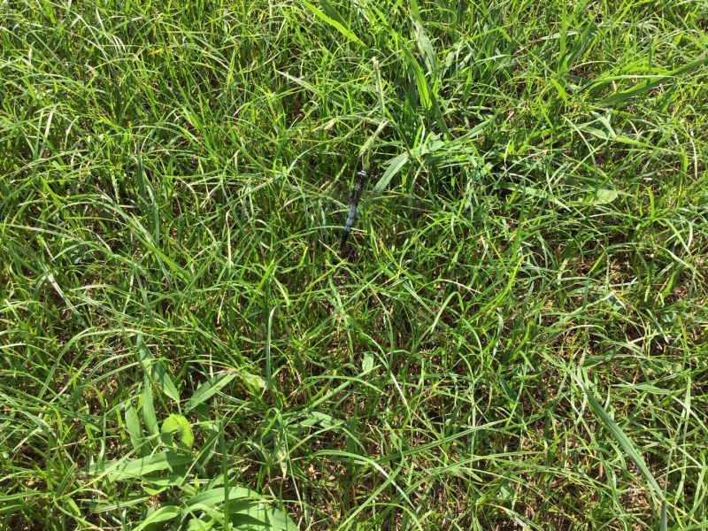 3年1組_理科_岡本 正彦_2025年9月10日のノート (4)