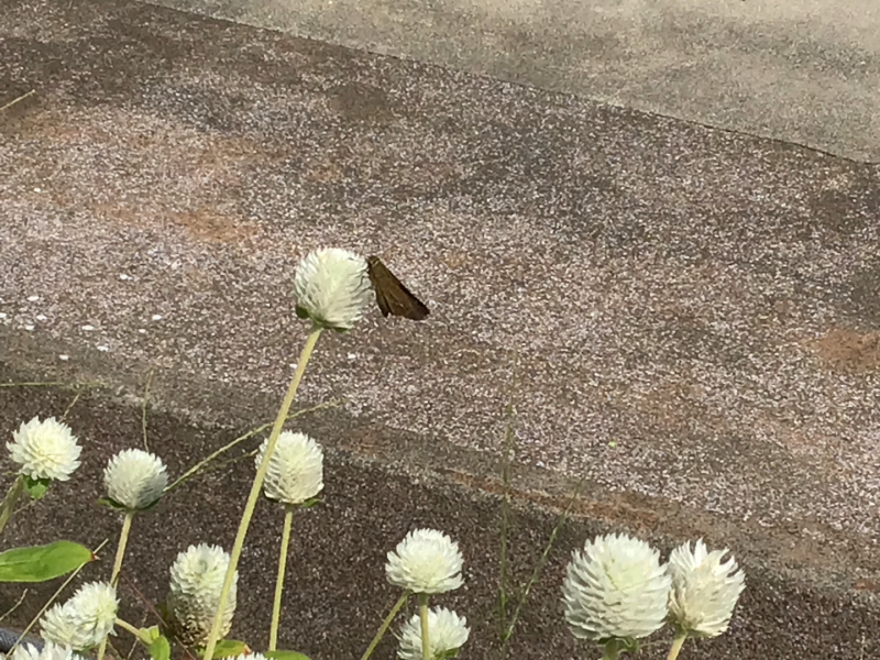 3年1組_理科_岡本 正彦_2025年9月10日のノート (5)