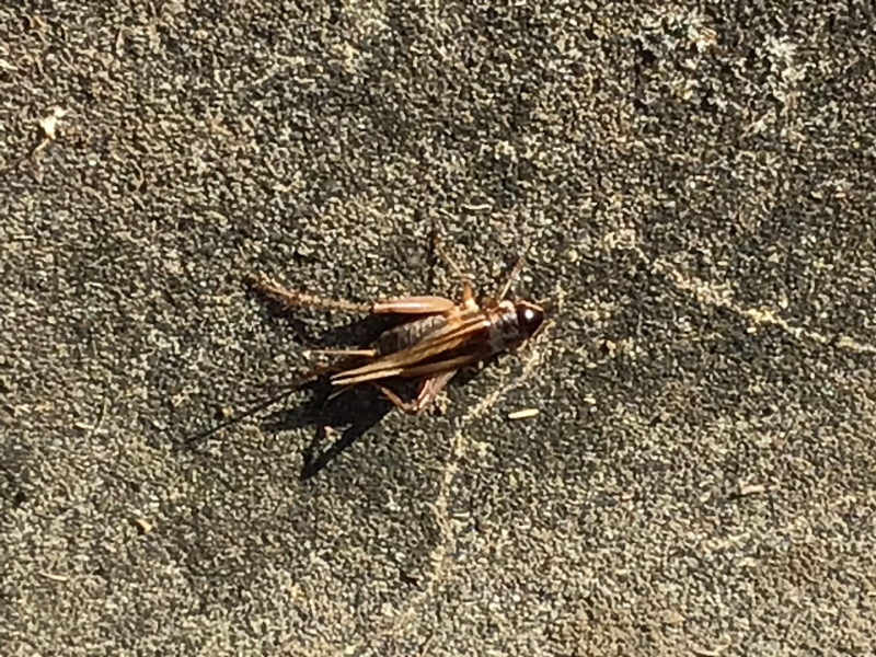 3年1組_理科_岡本 正彦_2025年9月10日のノート (6)