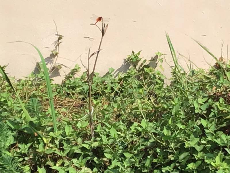 3年1組_理科_岡本 正彦_2025年9月10日のノート (8)