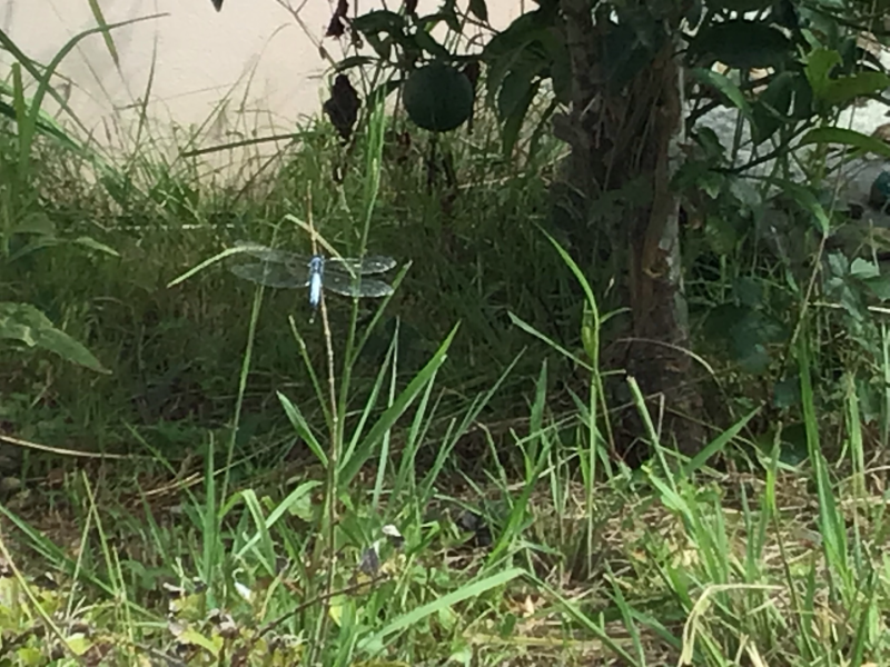 3年1組_理科_岡本 正彦_2025年9月10日のノート (11)