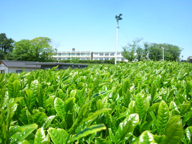 茶と学校